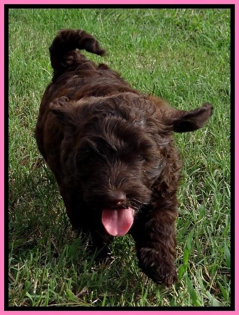 BG pups 7 wks old 3