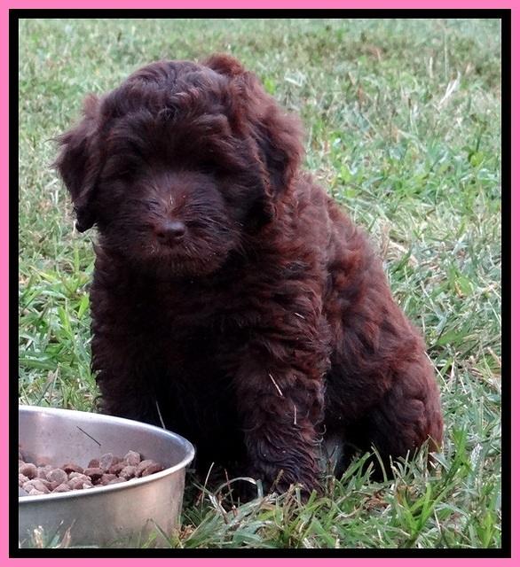 BG pups 7 wks old 52