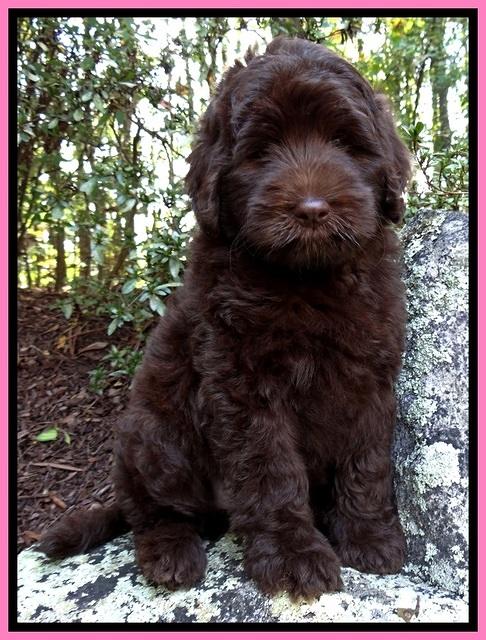 BG pups 8 wks old 150