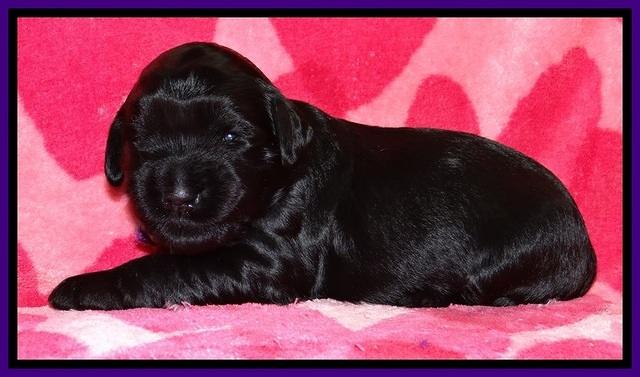 BG pups 2 wks old 19