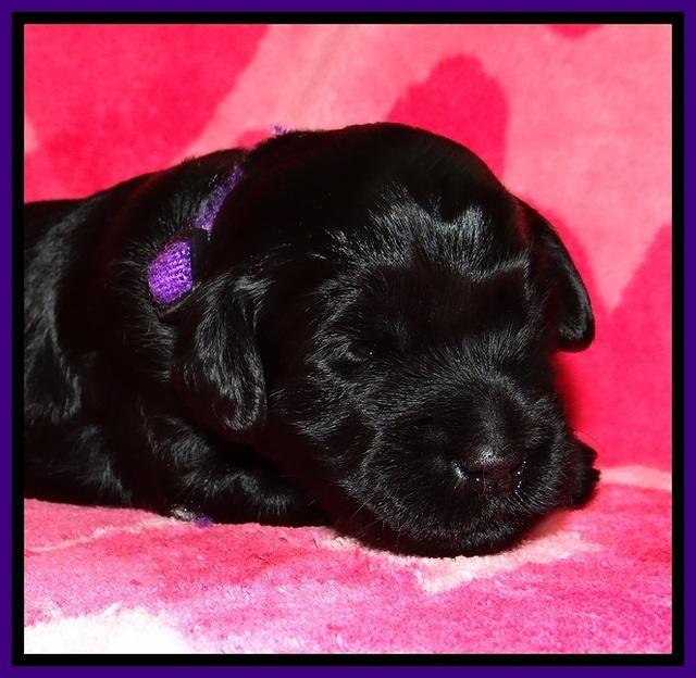 BG pups 2 wks old 20