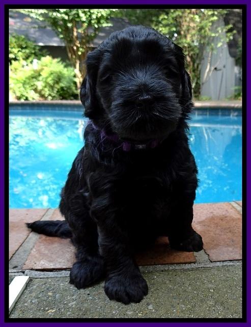 BG pups 4 wks old 13