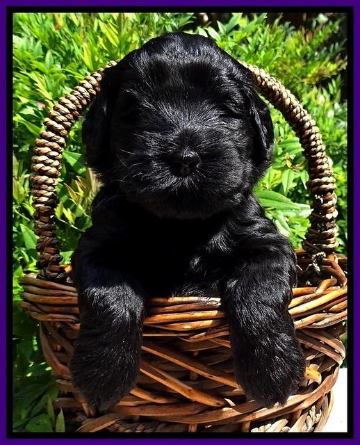 BG pups 4 wks old 15