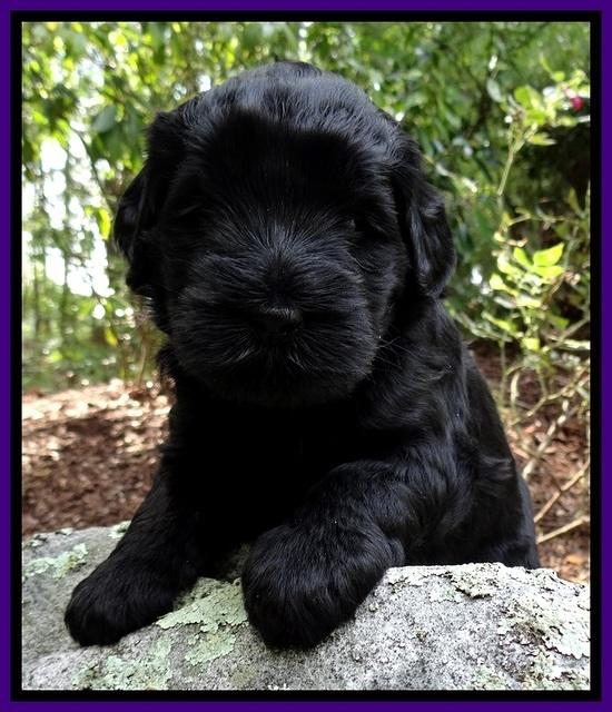 BG pups 4 wks old 16