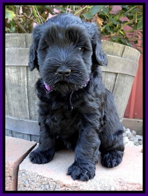 BG pups 5 wks old 15