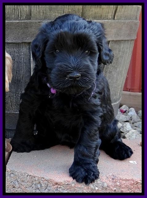 BG pups 5 wks old 17