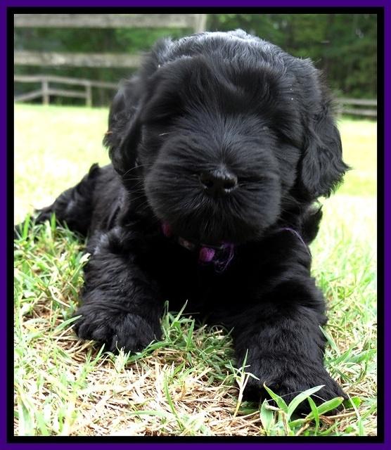 BG pups 5 wks old 52