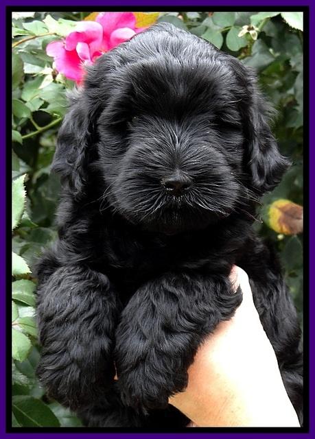 BG pups 6 wks old 3