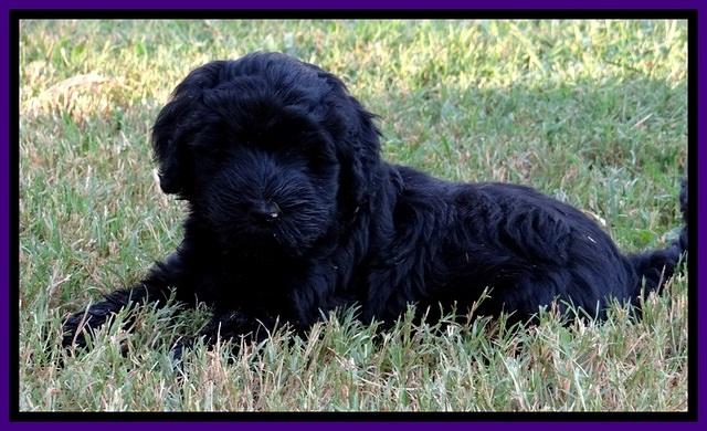 BG pups 7 wks old 14
