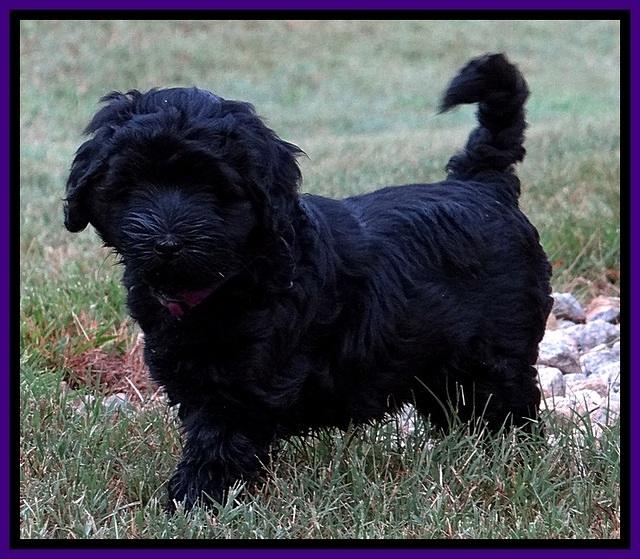 BG pups 7 wks old 51