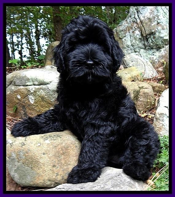 BG pups 8 wks old 1