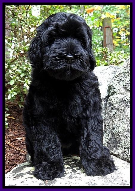BG pups 8 wks old 3
