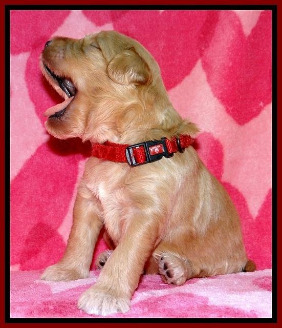 BG pups 2 wks old 15