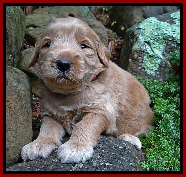 BG pups 3 wks old 38