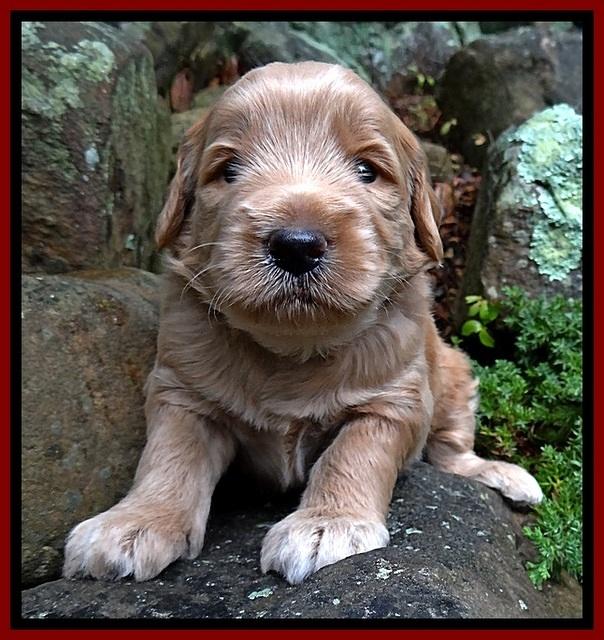 BG pups 3 wks old 39