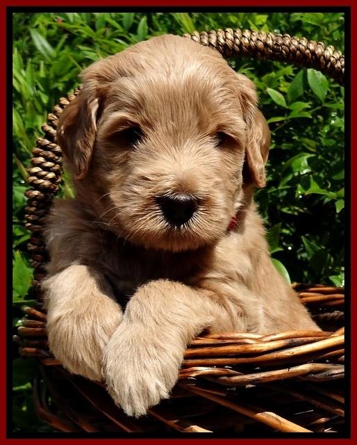 BG pups 4 wks old 10