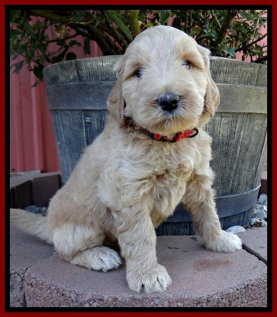 BG pups 5 wks old 24