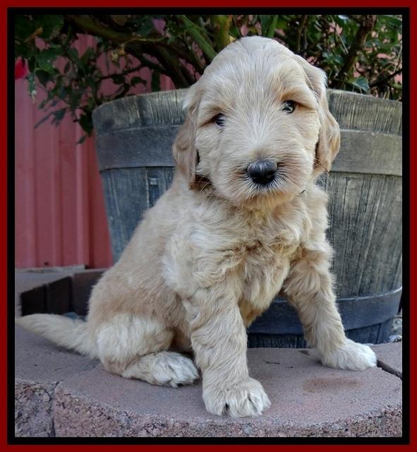 BG pups 5 wks old 25