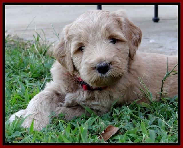 BG pups 5 wks old 27