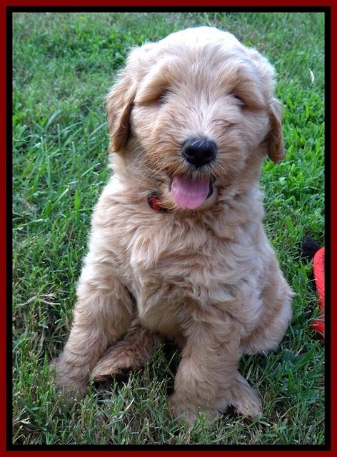 BG pups 7 wks old 41