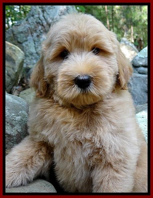 BG pups 8 wks old 7