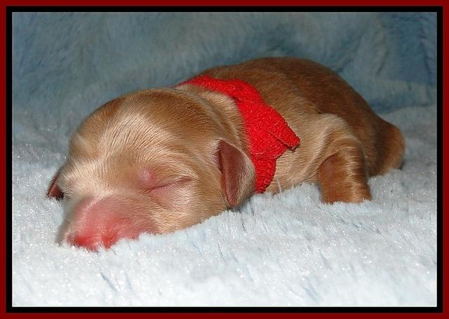 BG pups newborn 16