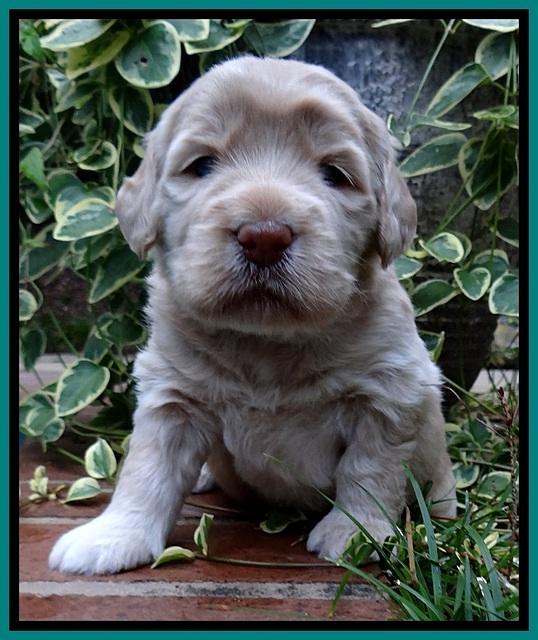 BG pups 3 wks old 5