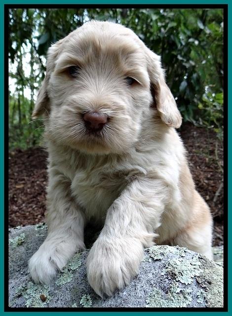 BG pups 4 wks old 22