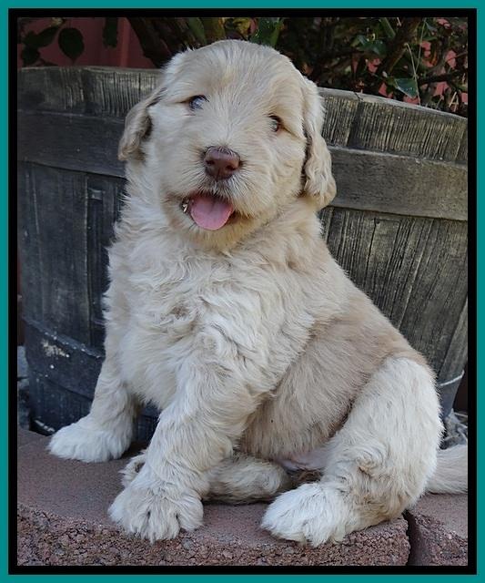 BG pups 5 wks old 18