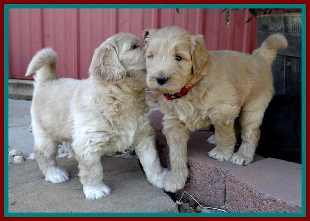 BG pups 5 wks old 20