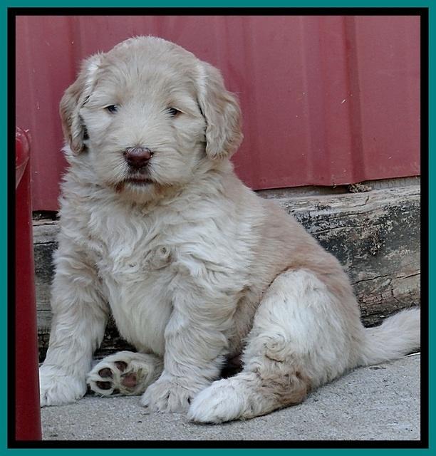 BG pups 5 wks old 22