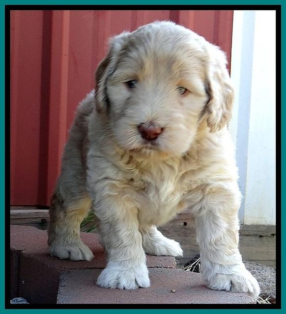 BG pups 5 wks old 26