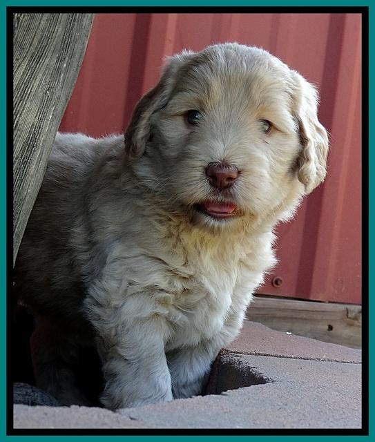 BG pups 5 wks old 29