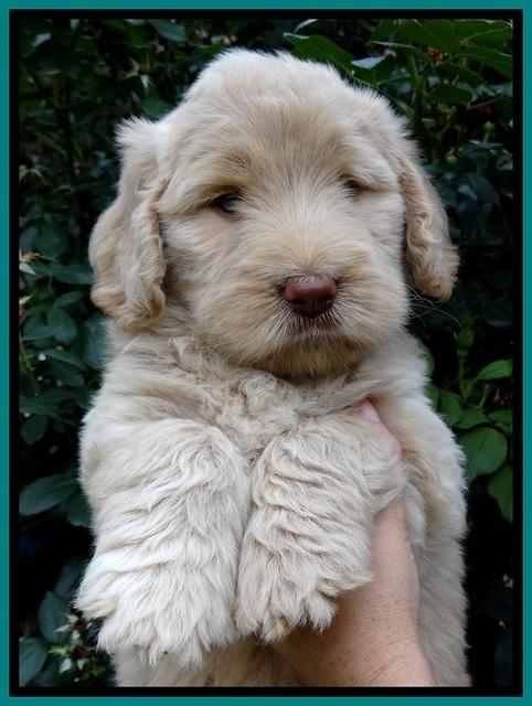 BG pups 6 wks old 16