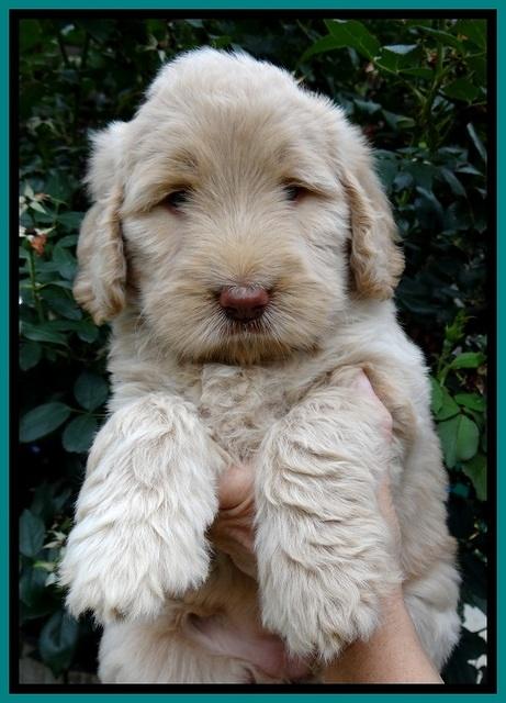 BG pups 6 wks old 17