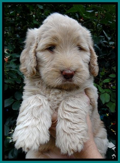 BG pups 6 wks old 18