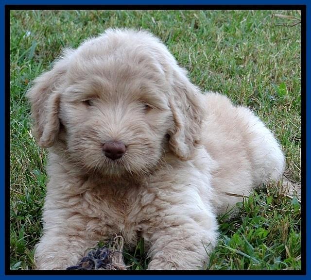 BG pups 7 wks old 16