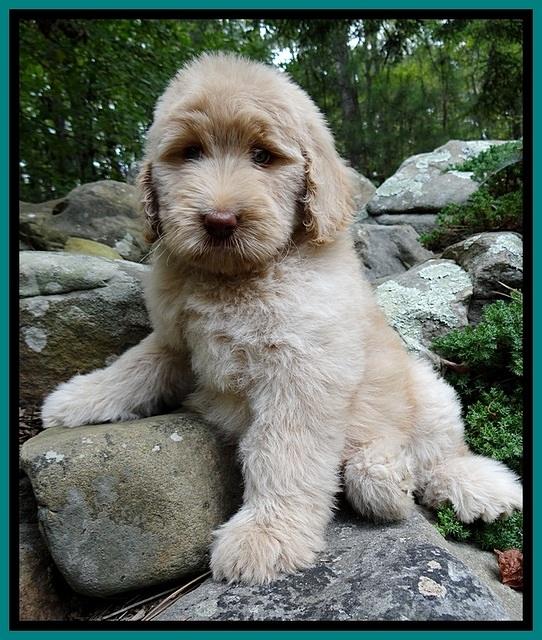 BG pups 8 wks old 2