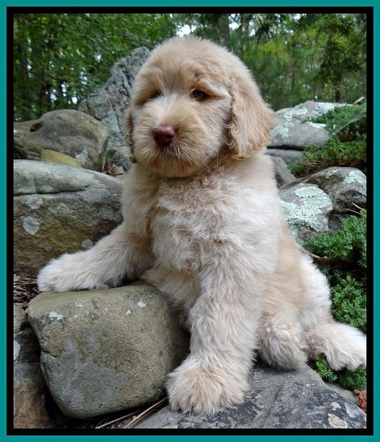 BG pups 8 wks old 3