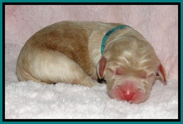 BG pups newborn 10