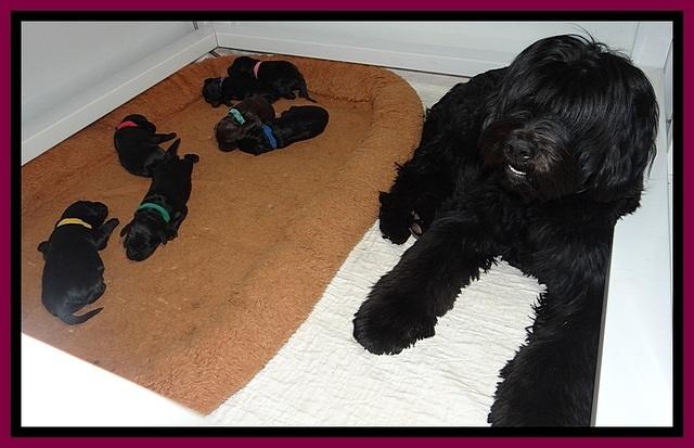 BR pups 1 wk old 330