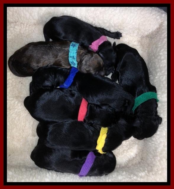 BR pups newborn 3