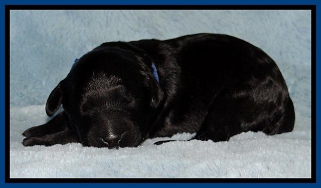 BR pups 1 wk old 1420