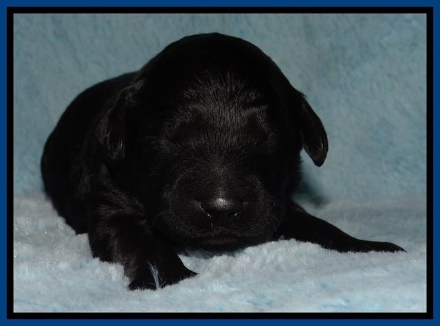 BR pups 1 wk old 31