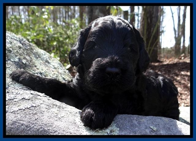 BR pups 3 wks old 31