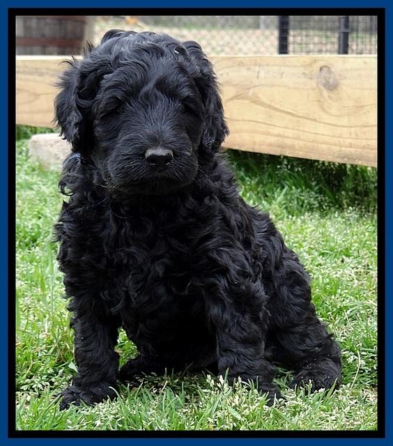BR pups 5 wks old 420