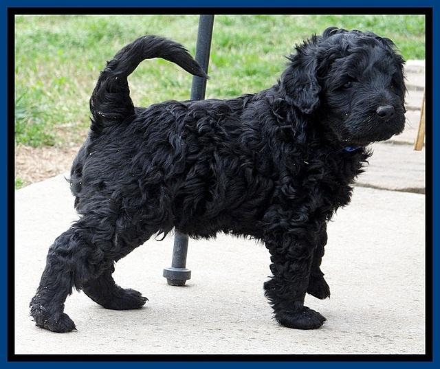 BR pups 5 wks old 430