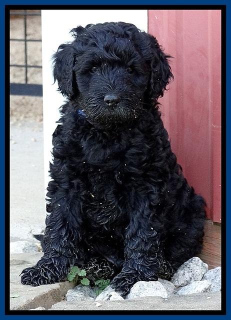 BR pups 6 wks old 100 (2)