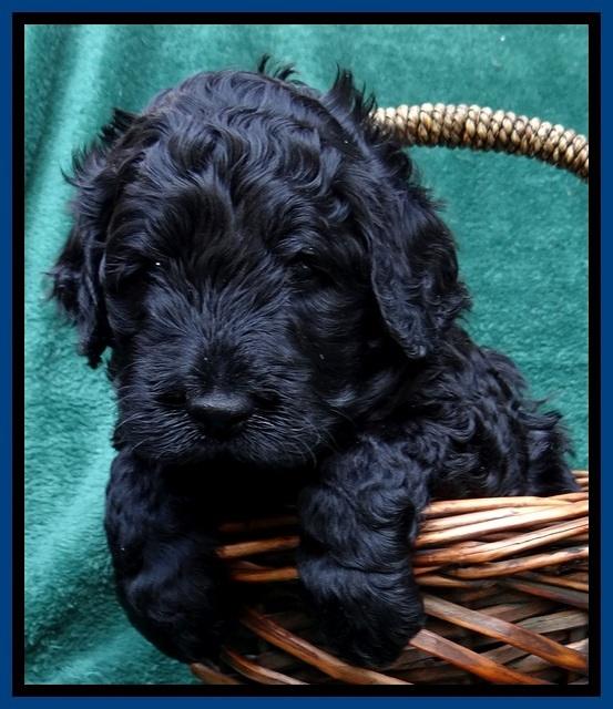 BS 4 pups weeks old 40