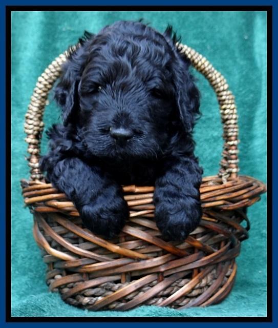 BS 4 pups weeks old 70